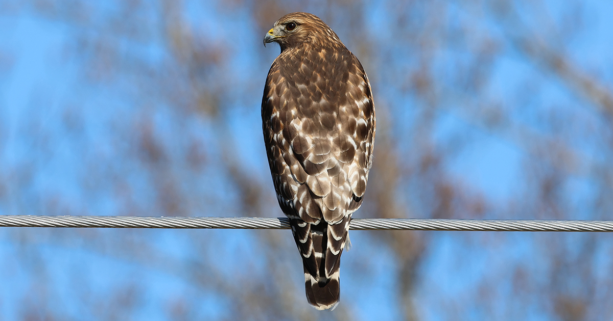 A Coopers Hawk.jpg